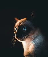Cat — photograph by Capturr Studio