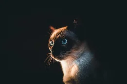 Photograph by Capturr Studio